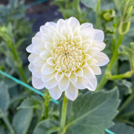 Dahlias - Pompon Varieties