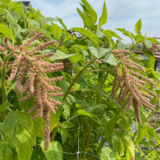 Amaranth