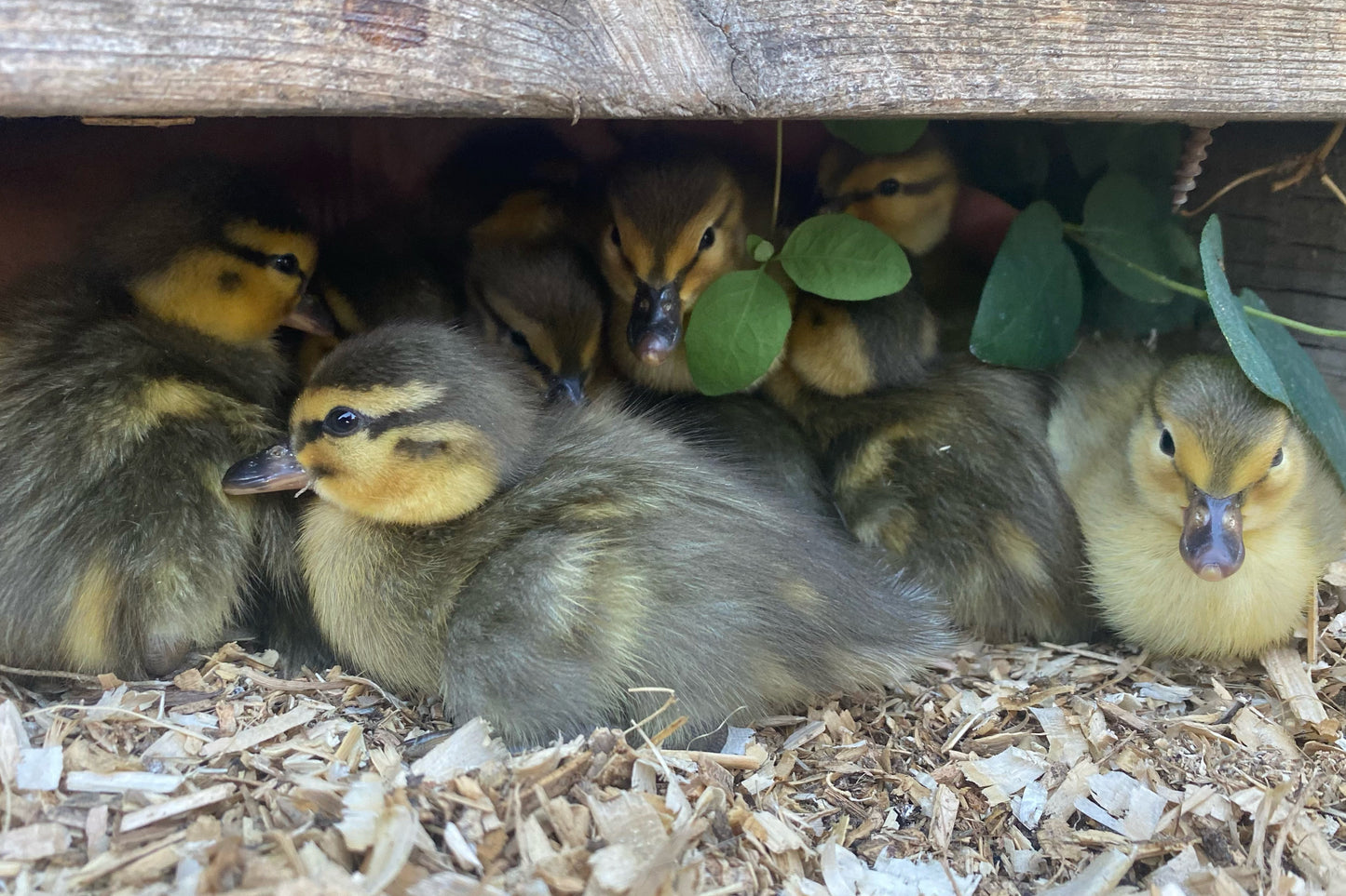 Day Old Ducklings